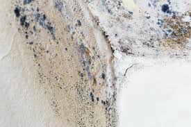 Best Environmental Consulting for Mold Prevention  in Colton, CA